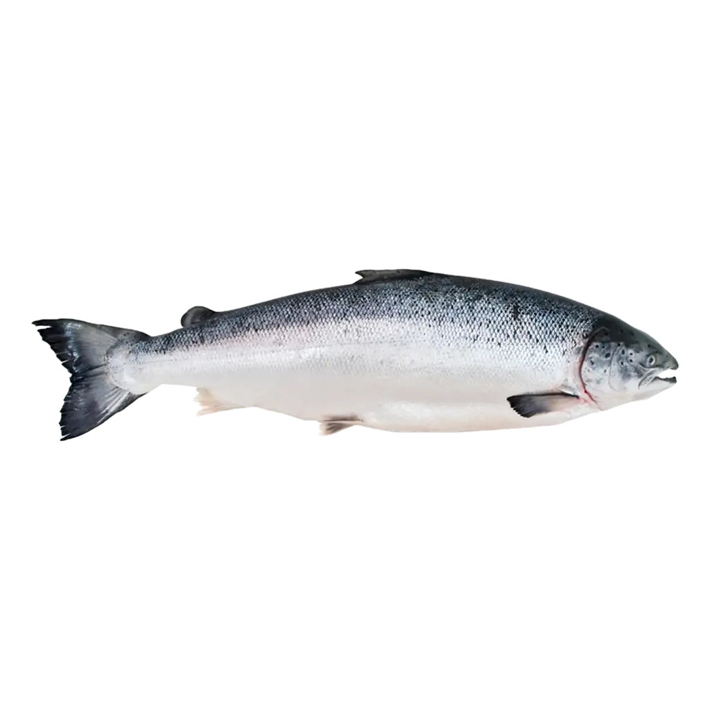 Salmon سلمون