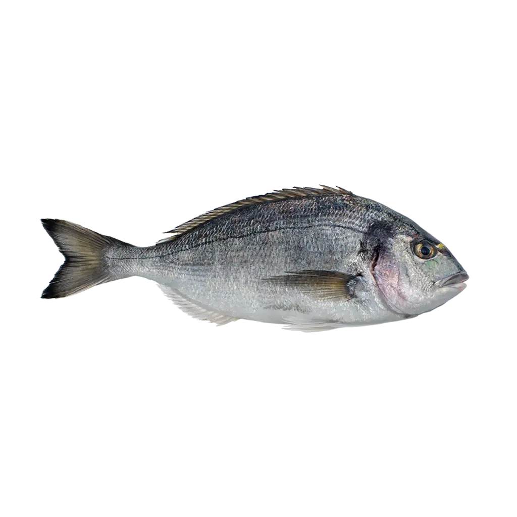 Sea Bream سي بريم