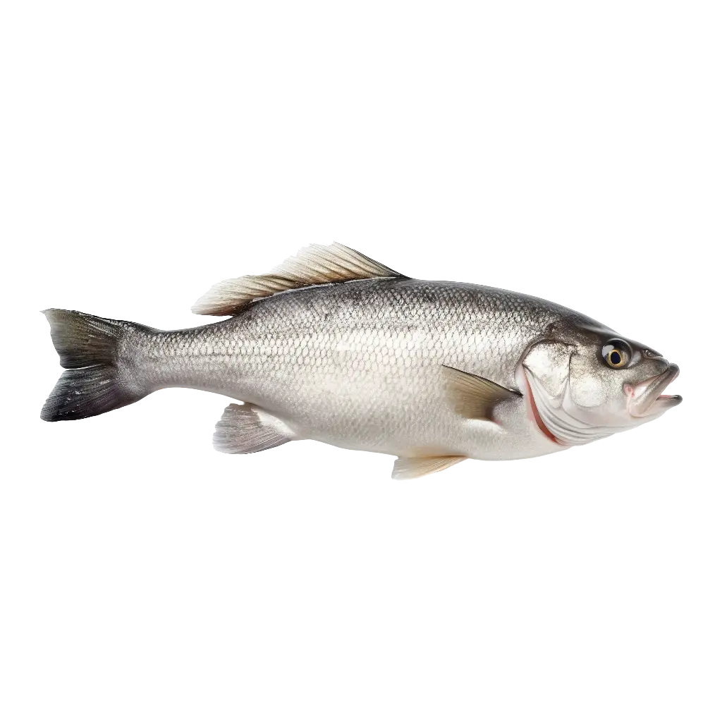 Sea Bass سي باس