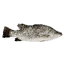 Arabian Sea Bass عربي سي باس 