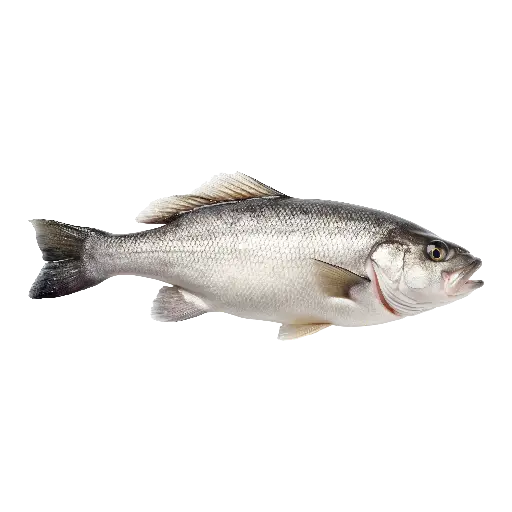 Sea Bass سي باس